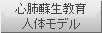 心肺蘇生教育人体モデル